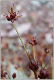 Attēlu rezultāti vaicājumam “Juncus bulbosus”