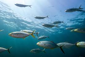 Image result for Caranx bartholomaei