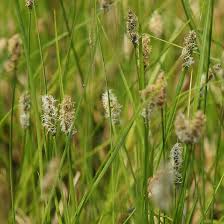 Attēlu rezultāti vaicājumam “Carex appropinquata”