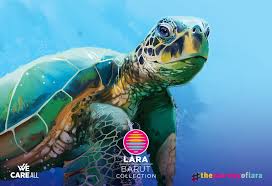 Image result for Caretta caretta