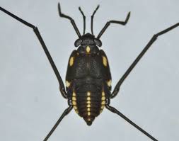 Attēlu rezultāti vaicājumam “Gerridae”