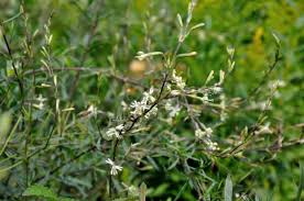 Attēlu rezultāti vaicājumam “Silene tatarica”