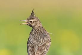 Attēlu rezultāti vaicājumam “Galerida cristata adult”