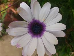 Image result for Dimorphotheca pluvialis