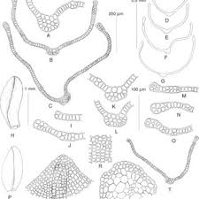 Attēlu rezultāti vaicājumam “Pleuridium subulatum sporophyte”
