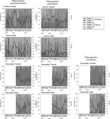 Image result for Platycephalus richardsoni