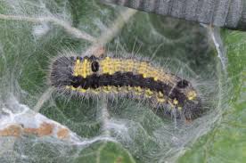 Attēlu rezultāti vaicājumam “Clostera pigra”