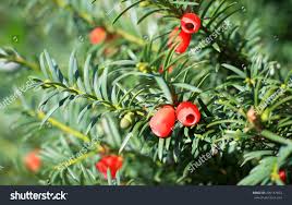 Attēlu rezultāti vaicājumam “Taxus baccata fruit”