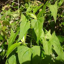 Attēlu rezultāti vaicājumam “Calystegia inflata leaf”