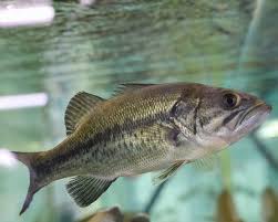 Image result for Micropterus salmoides