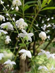 Attēlu rezultāti vaicājumam “Thalictrum lucidum”