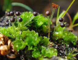 Attēlu rezultāti vaicājumam “Fossombronia wondraczekii”