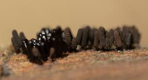 Attēlu rezultāti vaicājumam “Comatricha pulchella macro”