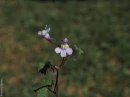 Attēlu rezultāti vaicājumam “Cymbalaria muralis flower”
