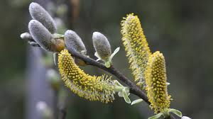 Attēlu rezultāti vaicājumam “Chionaspis salicis imago”