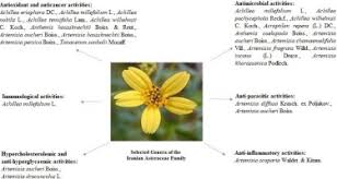 Attēlu rezultāti vaicājumam “Asteraceae”