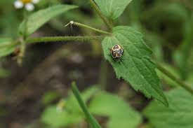 Attēlu rezultāti vaicājumam “Eurydema oleracea”