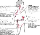 Immunostimulator - definition of Immunostimulator in the Medical ...