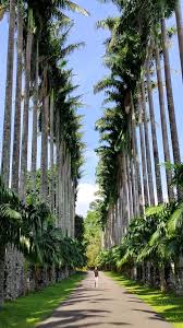 Image result for шри ланка королевский ботанический сад