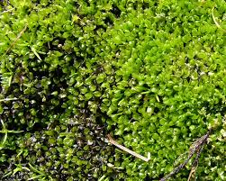 Attēlu rezultāti vaicājumam “Pseudobryum cinclidioides”