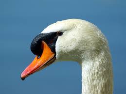 Attēlu rezultāti vaicājumam “Cygnus olor”