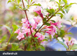 Attēlu rezultāti vaicājumam “Weigela praecox”