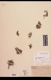 Attēlu rezultāti vaicājumam “Callitrichaceae”