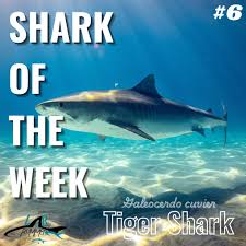 Image result for Galeocerdo cuvier