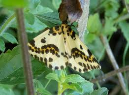 Attēlu rezultāti vaicājumam “Abraxas grossulariata imago”