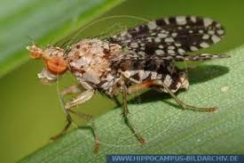 Attēlu rezultāti vaicājumam “Trypetoptera punctulata”