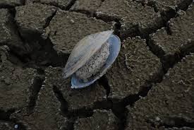 Attēlu rezultāti vaicājumam “Unio crassus”