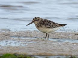 Attēlu rezultāti vaicājumam “Calidris falcinellus”