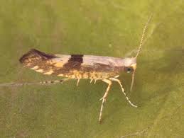 Attēlu rezultāti vaicājumam “Argyresthia pruniella”