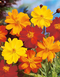 Image result for Schmuckkörbchen