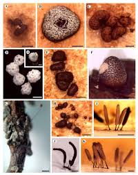 Attēlu rezultāti vaicājumam “Licea minima”