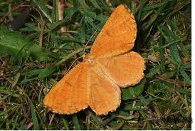 Attēlu rezultāti vaicājumam “Angerona prunaria”