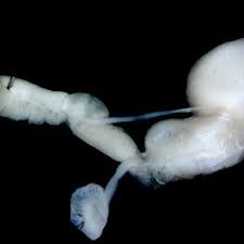 Attēlu rezultāti vaicājumam “Krynickillus melanocephalus”