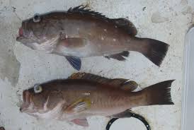 Image result for Hyporthodus niveatus