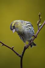 Attēlu rezultāti vaicājumam “Carduelis spinus female”