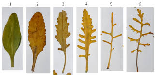 Attēlu rezultāti vaicājumam “Cakile maritima subsp. baltica leaf”