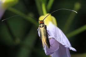 Attēlu rezultāti vaicājumam “Adelidae”