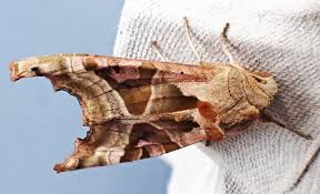 Attēlu rezultāti vaicājumam “Phlogophora meticulosa”