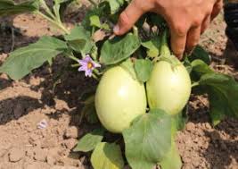 Afbeeldingsresultaat voor slim jim eggplant