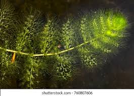 Attēlu rezultāti vaicājumam “Utricularia intermedia leaf”