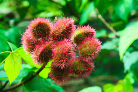 Image result for Litchi chinensis