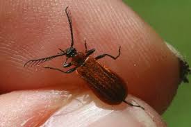 Attēlu rezultāti vaicājumam “Schizotus pectinicornis”