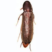 Attēlu rezultāti vaicājumam “Lymexylidae”