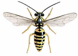 Attēlu rezultāti vaicājumam “Vespula germanica male”