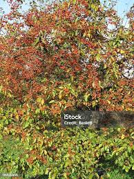 Attēlu rezultāti vaicājumam “Malus x zumi fruit”