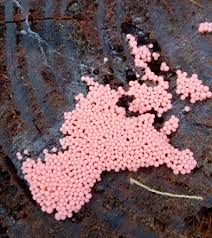 Attēlu rezultāti vaicājumam “Lycogala cf. fossiculatum young”